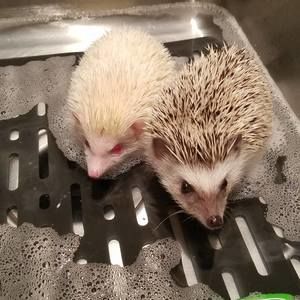 Meet your Posher, Serra